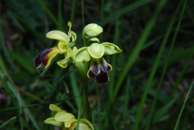 Ophrys  funerea
